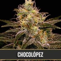 Chocolopez - BlimBurn Seeds