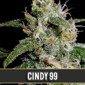 Cindy 99 feminised Seeds - 3 Seeds