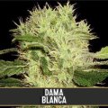 Dama Blanca feminised Seeds - 3 Seeds