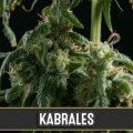 Kabrales from Blimburn Seeds