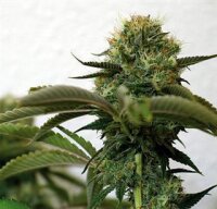 Top Dawg Feminised Seeds