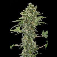 Moby Dick Automatic Feminised Seeds 3 Seeds