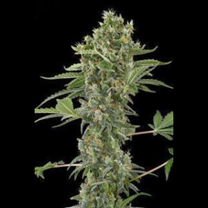 Moby Dick Automatic Feminised Seeds 5 Seeds