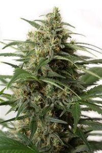 Moby Dick XXL Autoflowering by Dinafem