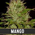 Mango from Blimburn Seeds