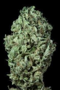 Sour Diesel Autoflowering - Dinafem