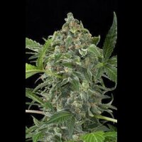 White Cheese Automatic Feminised Seeds
