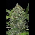 White Cheese Automatic Feminised Seeds 3 Seeds