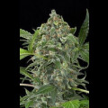 White Cheese Automatic Feminised Seeds 10 Seeds