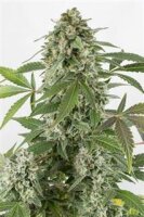 White Widow Automatic Feminised Seeds Dinafem