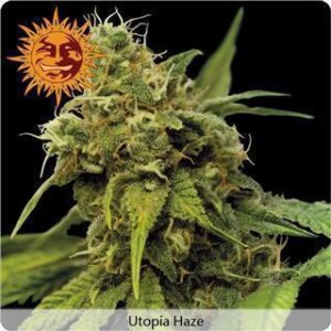 Utopia Haze by Barney´s Farm
