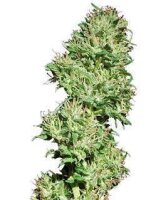 Utopia Haze by Barney´s Farm