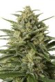 White Widow XXL Autoflowering - Dinafem