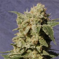 BCN Diesel CBD by Kannabia