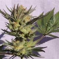 Gypsy Kush by Kannabia