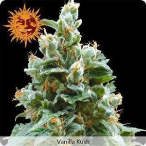Vanilla Kush Feminised Seeds 5 Seeds