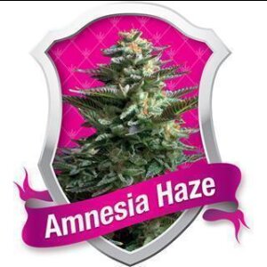 Amnesia Haze Feminised Seeds 3 Seeds