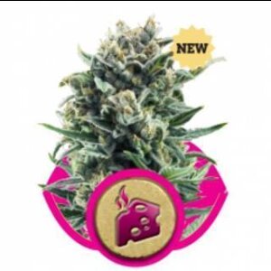 Blue Cheese Feminised Seeds Royal Queen Seeds