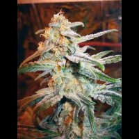 Blue Mystic - Royal Queen Seeds