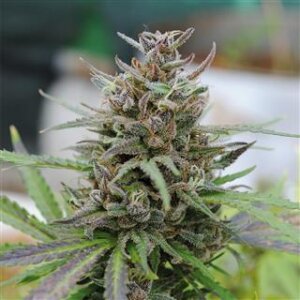 Baby Boom Automatic Feminised Seeds 5 Seeds