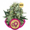 Bubble Kush - Royal Queen Seeds
