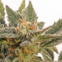 Kritic (70) Auto by Kannabia