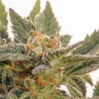 Kritic (70) Feminised Autoflowering Seeds