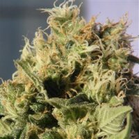 Mikromachine Automatic Feminised Seeds