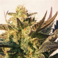Speedy Boom Auto aka Gonzales by Kannabia