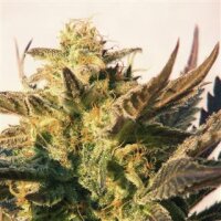 Speedy Gonzales Automatic Feminised Seeds 5 Seeds