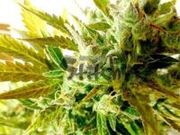 Kush Van Stitch Autoflowering Feminised Seeds - 3 Seeds