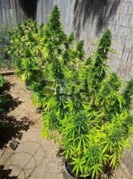 MI6 SuperAuto Feminised Seeds - 3 Seeds