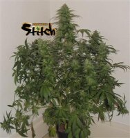 Russian Fuel Autoflowering Feminised Seeds - 3 Seeds