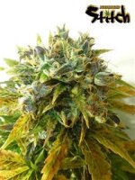 Stardust Autoflowering Feminised Seeds - 3 Seeds