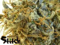 Stitchs Love Potion Auto - Flash Seeds - 3 Samen