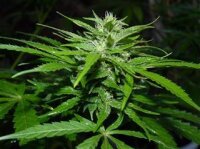 Chaze Super Auto - Flash Seeds - 3 Seeds