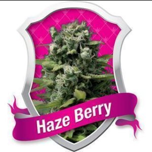 Haze Berry Feminised Seeds 3 Seeds