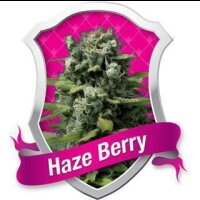 Haze Berry Feminisierte Samen 3 Seeds