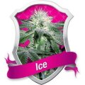 Ice - Royal Queen Seeds
