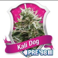 Kali Dog - Royal Queen Seeds