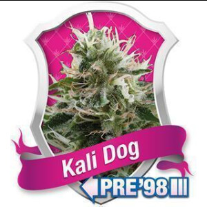Kali Dog Feminised Seeds 3 Seeds