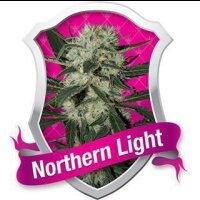 Northern Light - Royal Queen Seeds