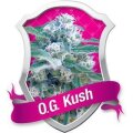 O.G. Kush Feminised Seeds