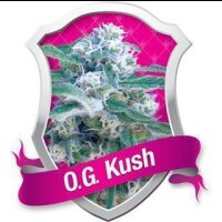 O.G. Kush Feminised Seeds 3 Seeds