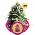 Pineapple Kush - Royal Queen Seeds