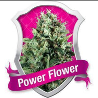 Power Flower Feminisierte Samen 5 Seeds