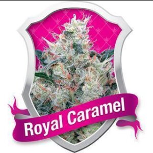 Royal Caramel (Honey Cream) Feminised Seeds