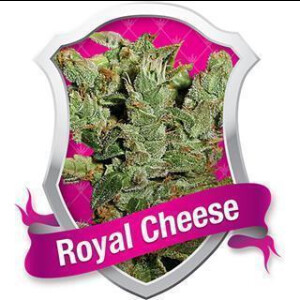 Royal Cheese FAST Feminisierte Samen 3 Seeds