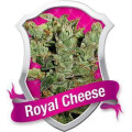 Royal Cheese FAST Feminisierte Samen 3 Seeds