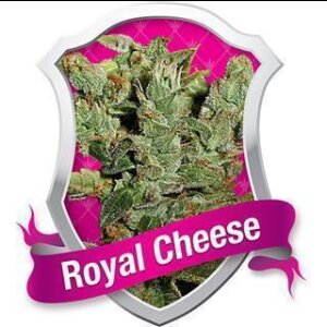 Royal Cheese FAST Version Feminised Seeds 5 Seeds